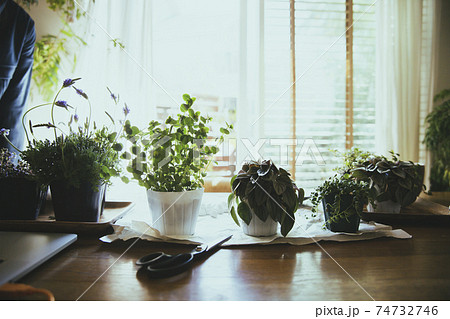 観葉植物の植え替えする風景 観葉植物の植え替えする風景 74732746