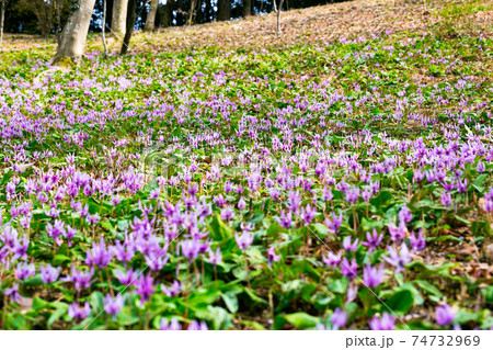 東京都瑞穂町 さやまカタクリの郷 東京都瑞穂町 さやまカタクリの郷 74732969