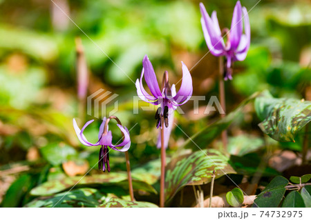 東京都瑞穂町　さやまカタクリの郷　 74732975