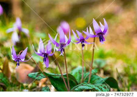 東京都瑞穂町　さやまカタクリの郷　 74732977