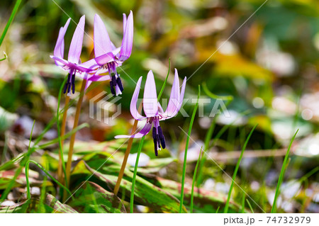 東京都瑞穂町 さやまカタクリの郷 東京都瑞穂町 さやまカタクリの郷 74732979