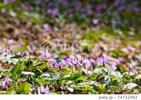 東京都瑞穂町　さやまカタクリの郷　 74732982