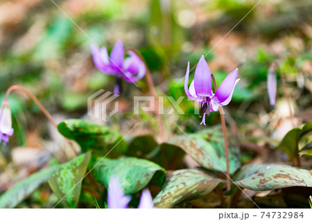 東京都瑞穂町　さやまカタクリの郷　 74732984