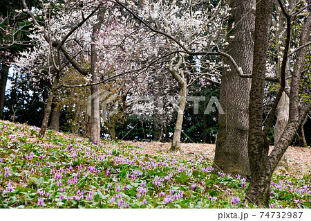 東京都瑞穂町 さやまカタクリの郷 東京都瑞穂町 さやまカタクリの郷 74732987