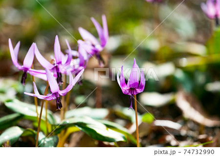東京都瑞穂町　さやまカタクリの郷　 74732990