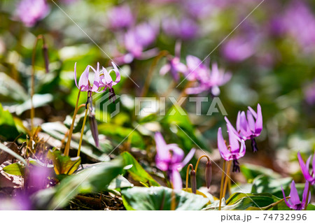 東京都瑞穂町　さやまカタクリの郷　 74732996
