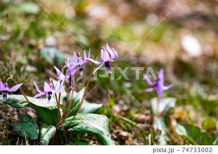 東京都瑞穂町　さやまカタクリの郷　 74733002