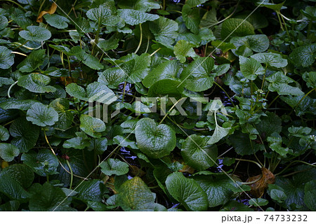 ワサビの葉 74733232