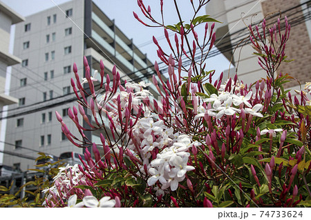 白い小さな花　ハゴロモジャスミン  74733624