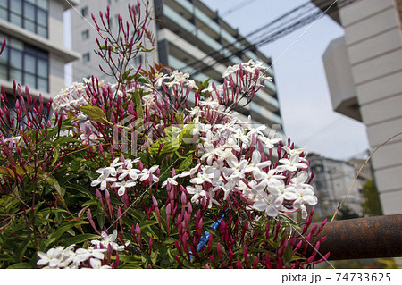 白い小さな花　ハゴロモジャスミン  74733625