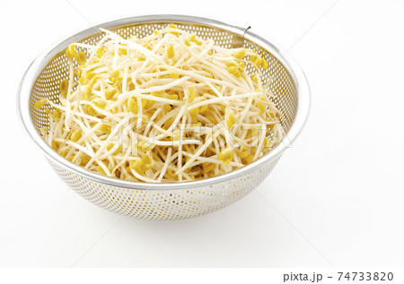 豆モヤシ 豆モヤシ 74733820