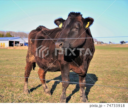 牛（黒毛和種） 74733918