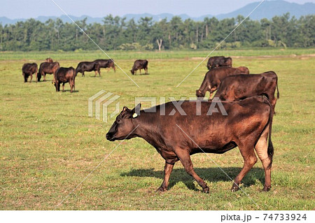牛（黒毛和種） 74733924