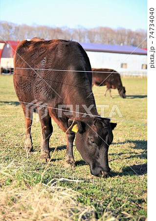 牛（黒毛和種） 74734040