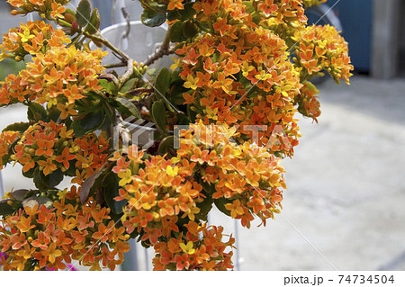 オレンジ色の小さな花 カランコエの写真素材