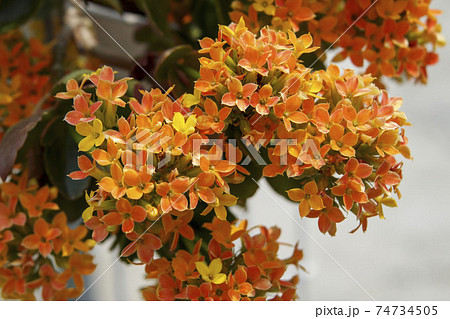 オレンジ色の小さな花 カランコエの写真素材 [74734505] - PIXTA