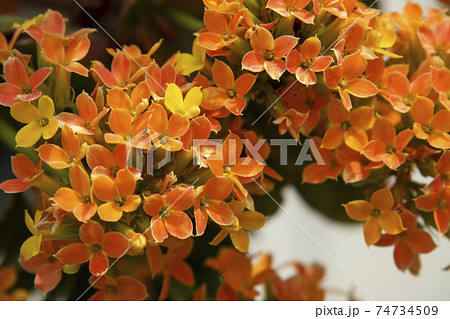 オレンジ色の小さな花 カランコエの写真素材 [74734509] - PIXTA