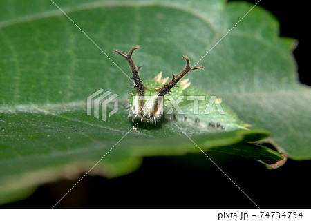 オオムラサキの幼虫 74734754