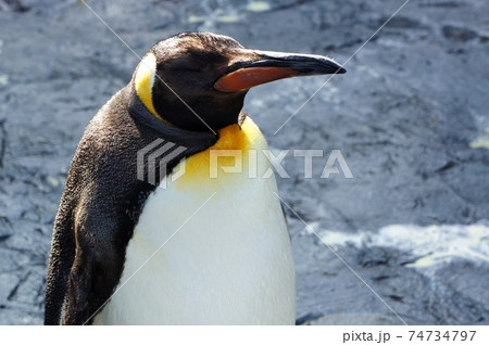 立ち尽くすペンギン 74734797