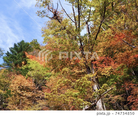栃木県　日光市　奥鬼怒遊歩道の紅葉6 74734850