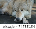 疲れてうつむくオオカミ 74735154