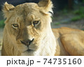 顔アップのメスライオン 74735160
