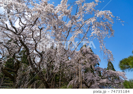 京都 醍醐寺三宝院前のしだれ桜 74735184