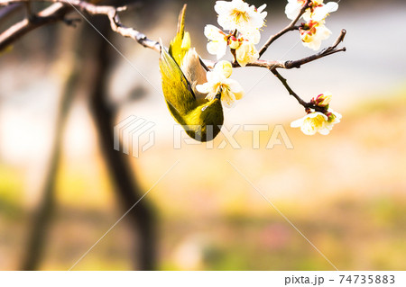 メジロと梅の花 74735883