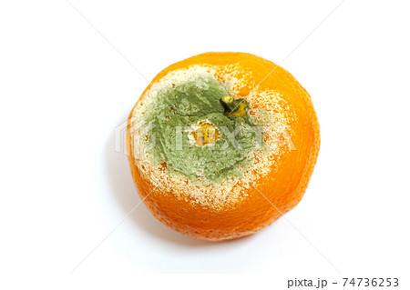 one damaged moldy mandarin on white background one damaged moldy mandarin on white background 74736253