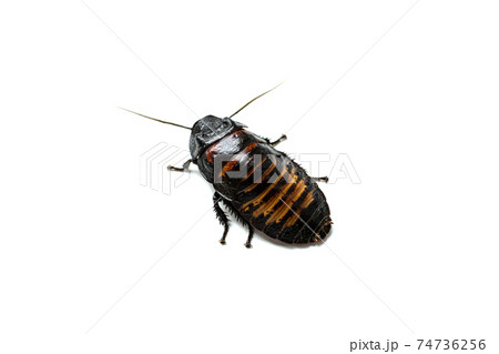 Huge madagascar hissing cockroach crawls on white table Huge madagascar hissing cockroach crawls on white table 74736256