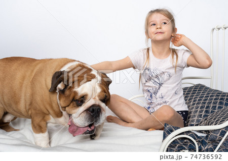 An English bulldog is standing by the bed and his beloved little girl is sitting on the bed to play with. A little girl and her four-legged pet. An English bulldog is standing by the bed and his beloved little girl is sitting on the bed to play with. A little girl and her four-legged pet. 74736592