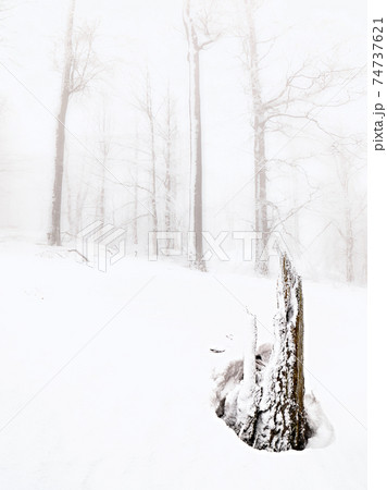 Winter landscape, forest snowy winter trees in cloudy winte Winter landscape, forest snowy winter trees in cloudy winte 74737621