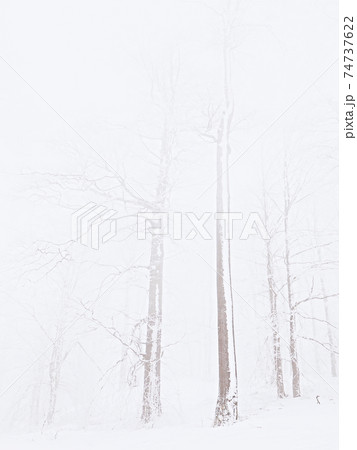 Magic top of winter trees with gray snowy sky and clouds. Thick mist Magic top of winter trees with gray snowy sky and clouds. Thick mist 74737622