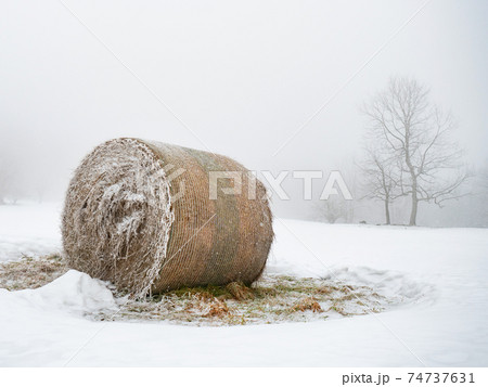 Last bale of hay laying in the snow at single tree on farm field. 74737631