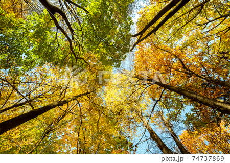 Perspective up view of autumn forest with bright orange and yellow leaves. Dense woods with thick canopies in sunny fall weather. 74737869