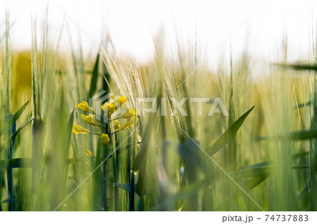 Close up of green wheat heads growing in agricultural field in spring. Close up of green wheat heads growing in agricultural field in spring. 74737883
