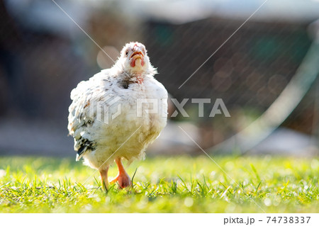 Hen feed on traditional rural barnyard. Close up of chicken standing on barn yard with green grass. Free range poultry farming concept. 74738337