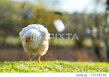 Hen feed on traditional rural barnyard. Close up of chicken standing on barn yard with green grass. Free range poultry farming concept. 74738338