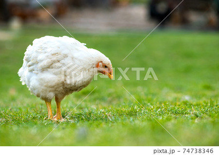 Hen feed on traditional rural barnyard. Close up of chicken standing on barn yard with green grass. Free range poultry farming concept. 74738346