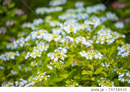 梅雨に咲きほこる万葉の花 アジサイ 梅雨に咲きほこる万葉の花 アジサイ 74738410