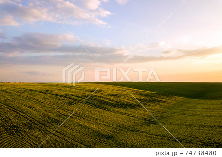 Aerial view of bright green agricultural farm field with growing rapeseed plants at sunset. Aerial view of bright green agricultural farm field with growing rapeseed plants at sunset. 74738480