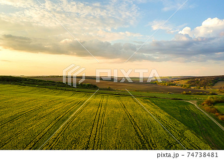 Aerial view of bright green agricultural farm field with growing rapeseed plants at sunset. Aerial view of bright green agricultural farm field with growing rapeseed plants at sunset. 74738481