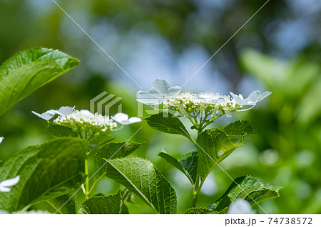 梅雨に咲きほこる万葉の花 アジサイの写真素材