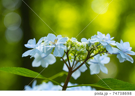 梅雨に咲きほこる万葉の花 アジサイ 梅雨に咲きほこる万葉の花 アジサイ 74738698