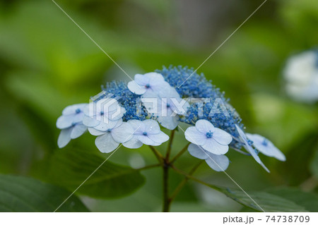 梅雨に咲きほこる万葉の花 アジサイ 梅雨に咲きほこる万葉の花 アジサイ 74738709