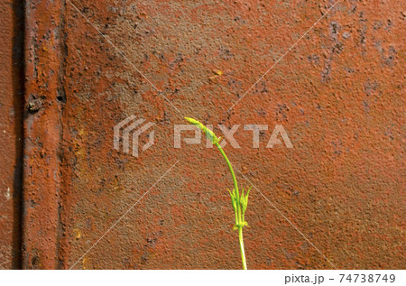Green sprout grows in a scrap metal background. A young sprout grows in a polluted environment. A sprouted sprout on a background of rusty piece of iron and garbage. The power of the nature of life Green sprout grows in a scrap metal background. A young sprout grows in a polluted environment. A sprouted sprout on a background of rusty piece of iron and garbage. The power of the nature of life 74738749