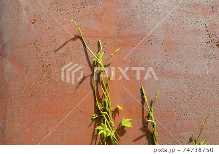 Green sprout grows in a scrap metal background. A young sprout grows in a polluted environment. A sprouted sprout on a background of rusty piece of iron and garbage. The power of the nature of life 74738750