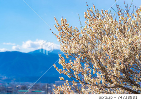 不老園の梅の花と青空 【山梨県】 不老園の梅の花と青空 【山梨県】 74738981