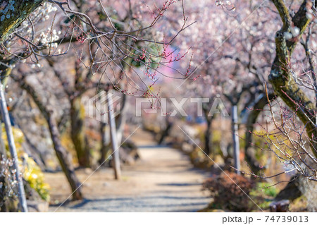 不老園の梅の花と青空 【山梨県】 不老園の梅の花と青空 【山梨県】 74739013