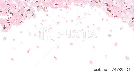 ソメイヨシノ 背景素材 ソメイヨシノ 背景素材 74739531